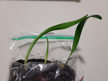 Clivia Interspecific Seedling Crossed Adele 2 x Cirque du Soleil One Plant