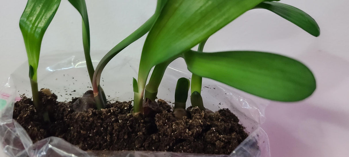 Clivia Interspecific Seedlings Gunston x Gun Metal Hirao