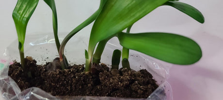 Clivia Interspecific Seedlings Gunston x Gun Metal Hirao