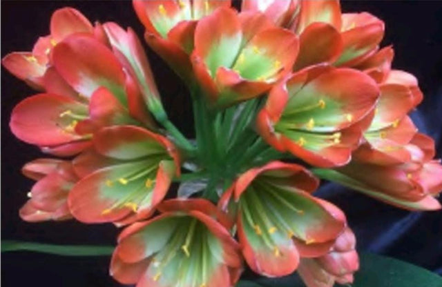 Clivia Interspecific Seedlings Gunston x Gun Metal Hirao