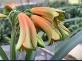 Clivia Interspecific Seedlings Gunston x Gun Metal Hirao