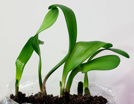 Clivia Interspecific Seedlings Gunston x Gun Metal Hirao