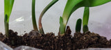 Clivia Interspecific Seedlings Gunston x Gun Metal Hirao