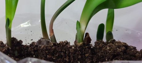 Clivia Interspecific Seedlings Gunston x Gun Metal Hirao