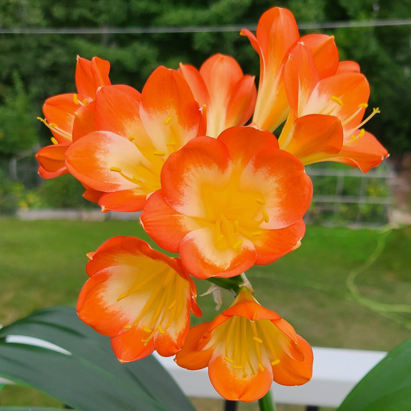 Clivia Seedling Plant Orange Pastel