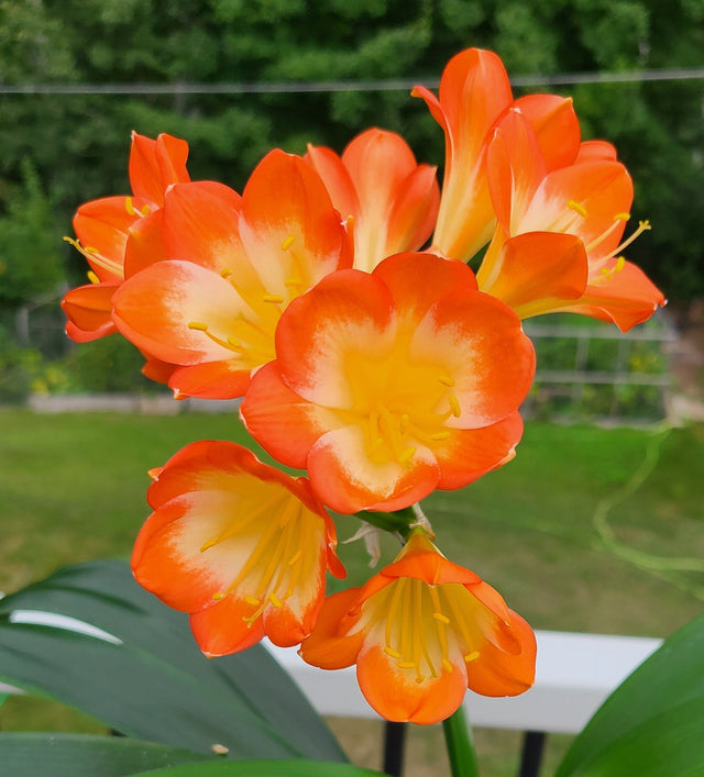 Clivia Seedling Plant Orange Pastel