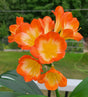 Clivia Seedling Plant Orange Pastel