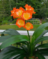 Clivia Seedling Plant Orange Pastel