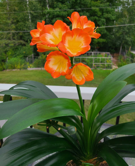 Clivia Seedling Plant Orange Pastel