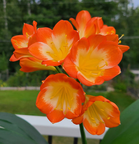 Clivia Seedling Plant Orange Pastel