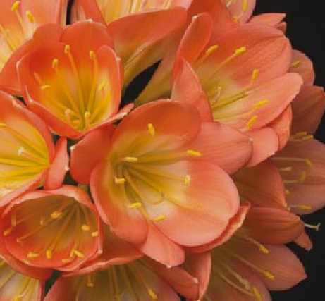 Clivia Pink Pastel GT x Cameo Seedling