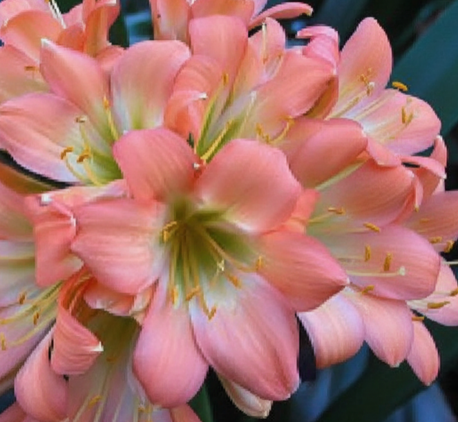 Clivia Pink Pastel GT x Cameo Seedling