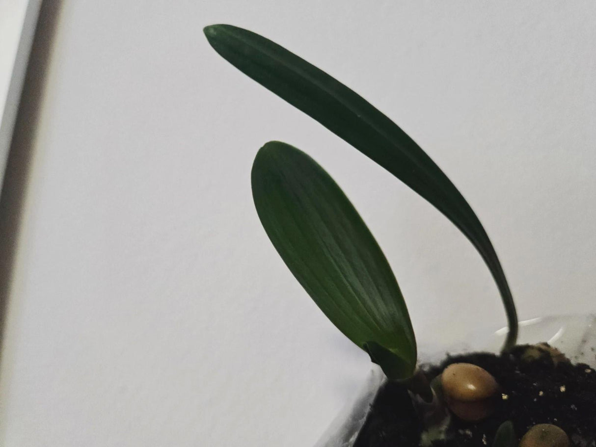 Clivia Pink Pastel GT x Cameo Seedling