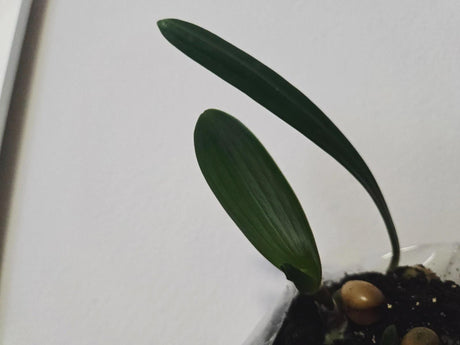 Clivia Pink Pastel GT x Cameo Seedling