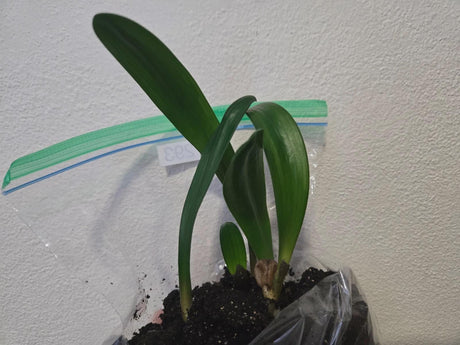 Clivia Red Miniata Seedling Heat Pack 4-6" Tall