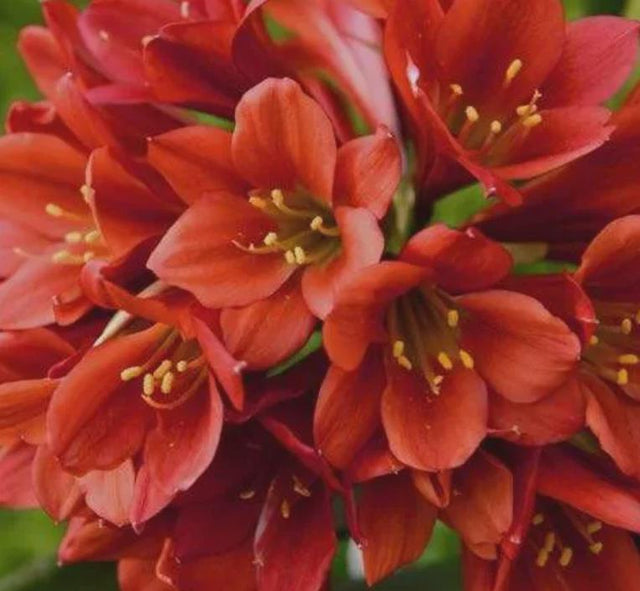 Clivia Red Miniata Seedling Heat Pack 4-6" Tall