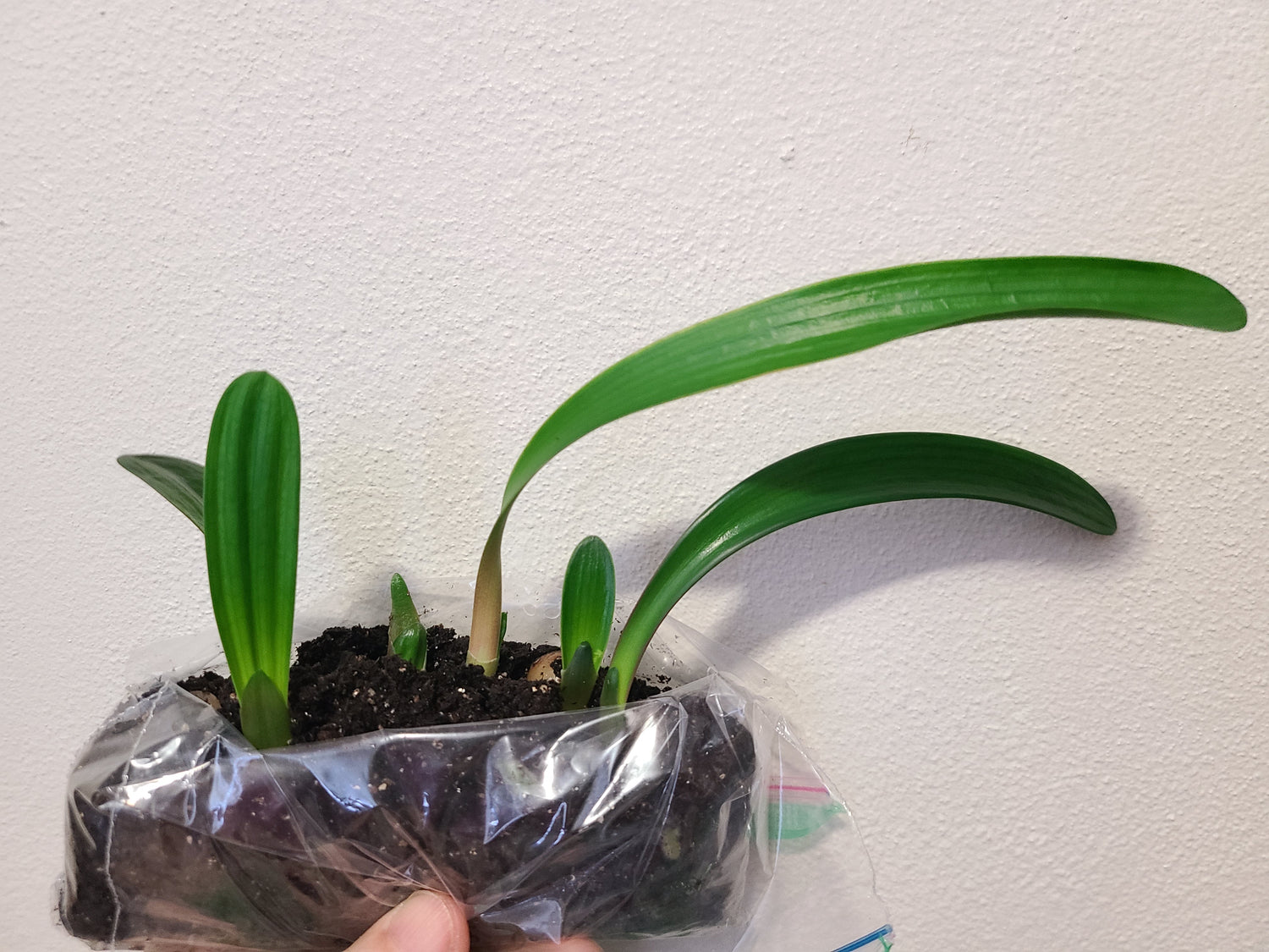 Clivia Seedling Bijou Doux x Naude Peach Plant