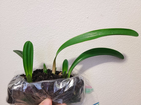 Clivia Seedling Bijou Doux x Naude Peach Plant