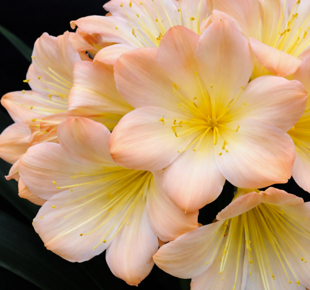Clivia Seedling Blushing Virgin Pink x Blushing Virgin