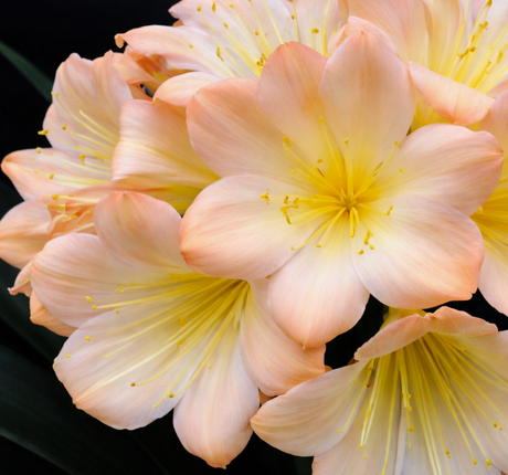 Clivia Seedling Blushing Virgin Pink x Blushing Virgin