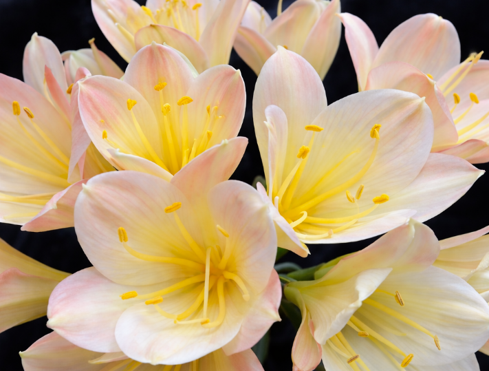 Clivia Seedling Blushing Virgin x Virgin Blush x Hilton Atherstone BV Awesome