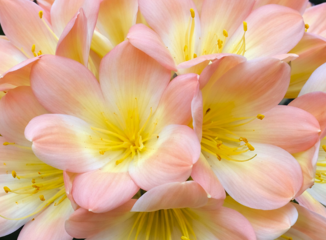 Clivia Seedling Blushing Virgin x Virgin Blush x Hilton Atherstone BV Awesome