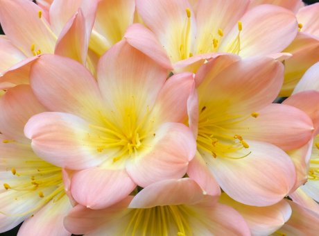 Clivia Seedling Blushing Virgin x Virgin Blush x Hilton Atherstone BV Awesome