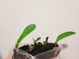 Clivia Seedling Blushing Virgin x Virgin Blush x Hilton Atherstone BV Awesome