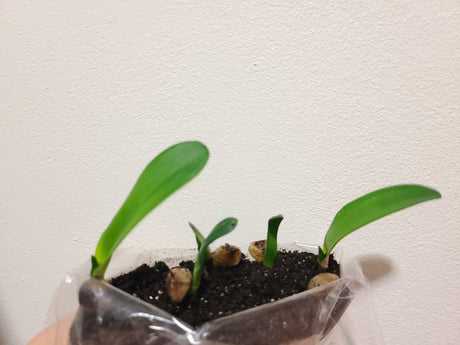Clivia Seedling Blushing Virgin x Virgin Blush x Hilton Atherstone BV Awesome