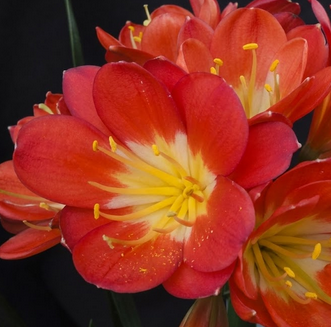 Clivia Seedling Broad Leaf Red MT x Rose Super Multitepal