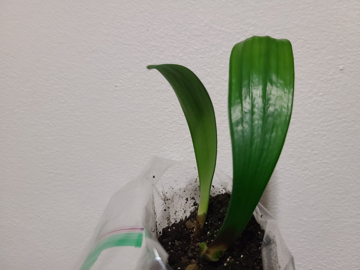 Clivia Seedling Broad Leaf Red MT x Rose Super Multitepal
