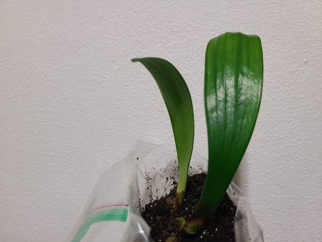 Clivia Seedling Broad Leaf Red MT x Rose Super Multitepal