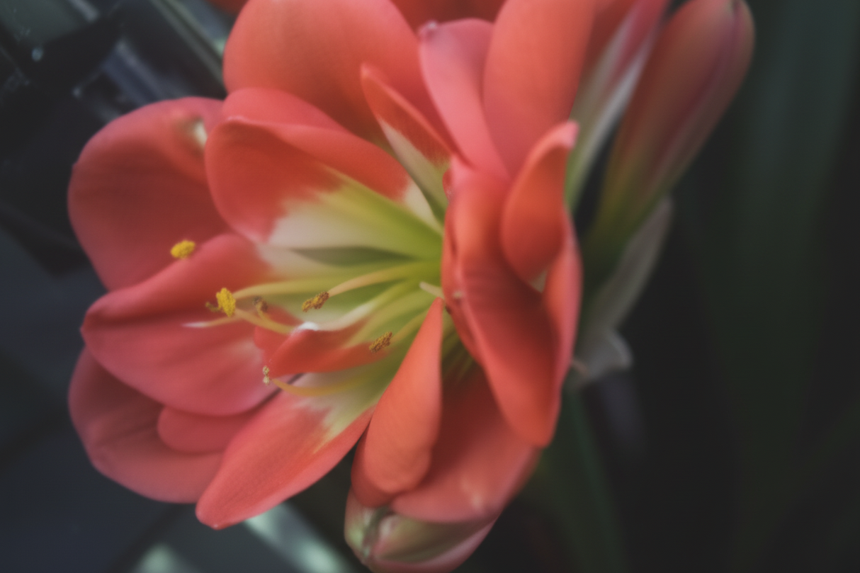 Clivia Seedling Broad Leaf Red MT x Rose Super Multitepal
