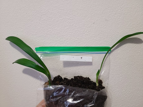 Clivia Seedling Plant 4-6 Inches Tall