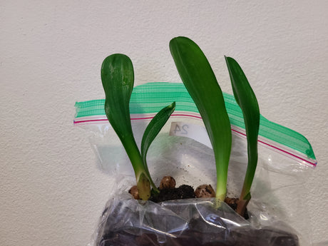 Clivia Seedling Dark Orange x Rose Super Multi Tepal
