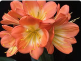 Clivia Seedling Green Mamba x Cameo 3-4 Inches Tall