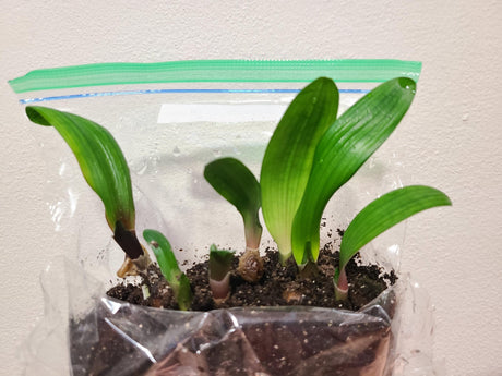 Clivia Seedling Green Mamba x Cameo 3-4 Inches Tall