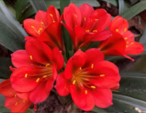 Clivia Seedling Jeanette's Red Hybrid 5-6 Inches Tall