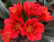 Clivia Seedling Jeanette's Red Hybrid 5-6 Inches Tall