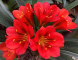 Clivia Seedling Jeanette's Red Hybrid 5-6 Inches Tall