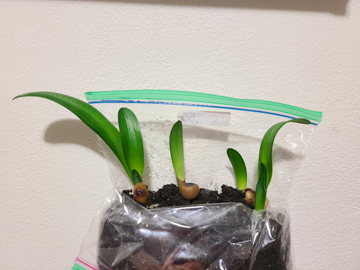 Clivia Seedling La Vierge x Blushing Virgin Plant