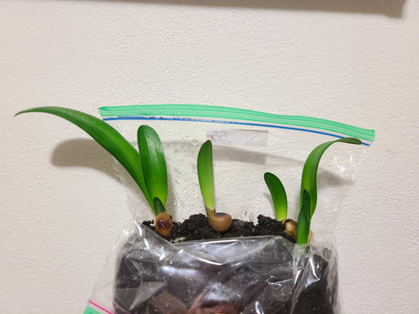 Clivia Seedling La Vierge x Blushing Virgin Plant