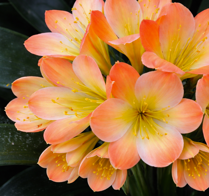 Clivia Seedling Ma Cherie x Blushing Virgin 3-4 Inches Tall