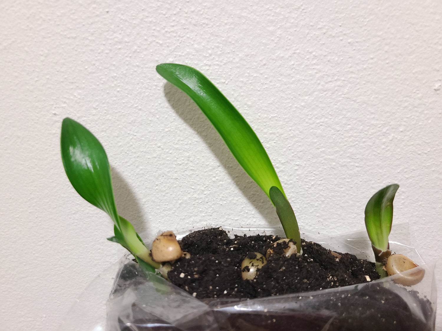 Clivia Seedling Ma Cherie x Blushing Virgin 3-4 Inches Tall