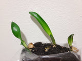 Clivia Seedling Ma Cherie x Blushing Virgin 3-4 Inches Tall