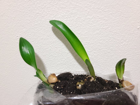 Clivia Seedling Ma Cherie x Blushing Virgin 3-4 Inches Tall