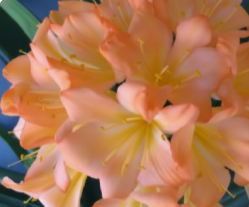 Clivia Seedling La Vierge x Blushing Virgin Plant