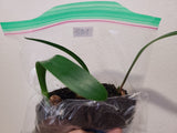 Clivia Seedling Magnifico x Blushing Virgin Plant