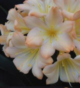 Clivia Seedling Pink 9354 x Blushing Virgin Plant