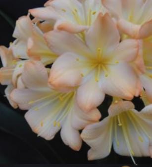 Clivia Seedling Pink 9354 x Blushing Virgin Plant